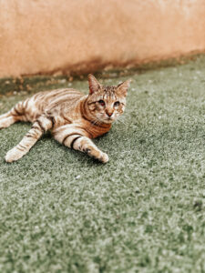 pets session in Aberdeen