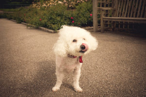 pets session in Aberdeen