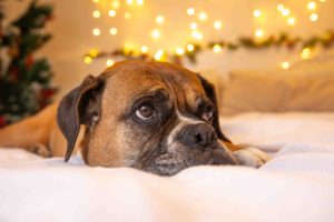 pets session in Aberdeen