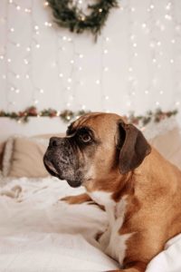 Dog photography by family photographer Aberdeen
