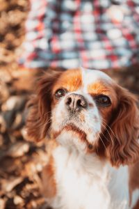 pets session in Aberdeen