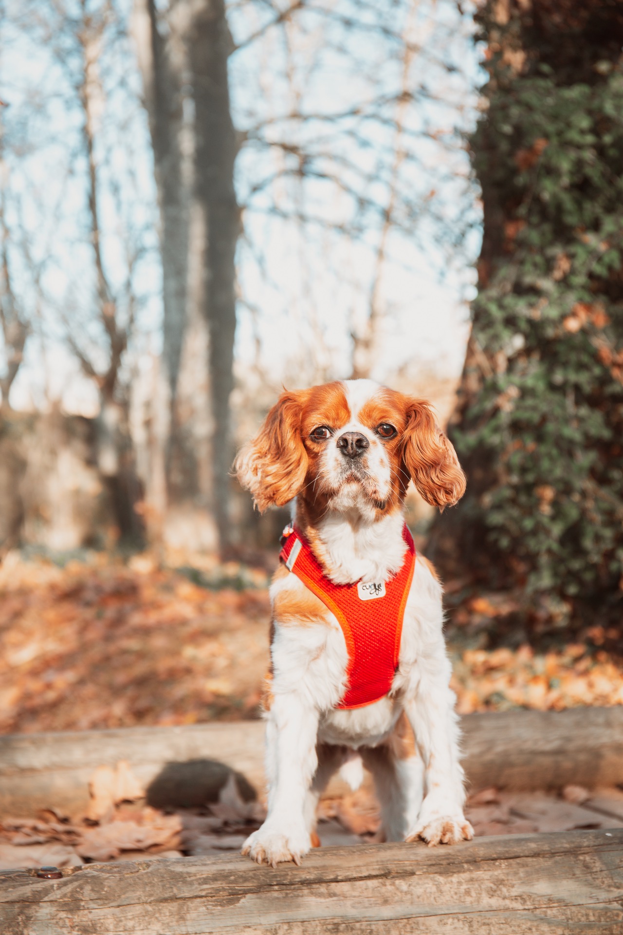 pets session in Aberdeen