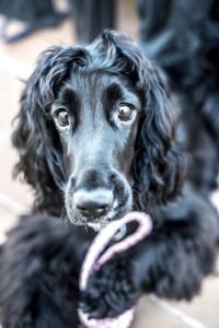 pets session in Aberdeen