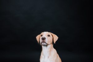pets session in Aberdeen